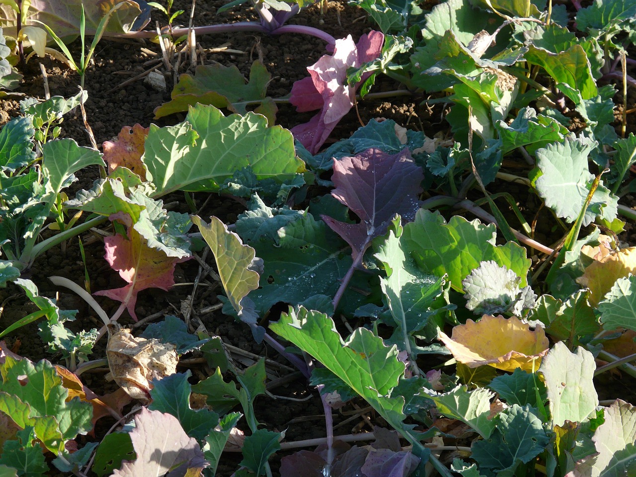 Benefits and Challenges of Intercropping in Sustainable Farming